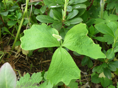 2021-05-11 Achlys triphylla.jpg