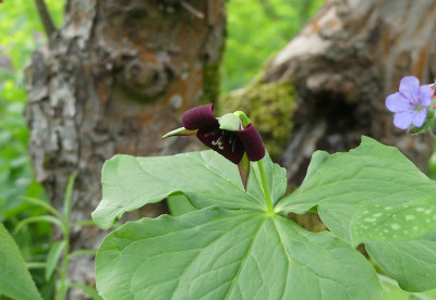 2021-05-11 Trillium sulcatum.jpg