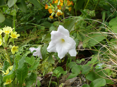 2021-05-11 Trillium grandiflorum 'Jenny Rhodes'.jpg