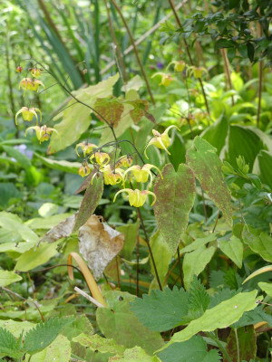 2021-05-11 Epimedium 1.jpg