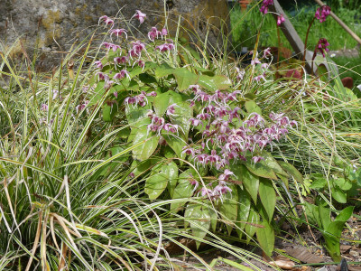 2021-05-11 Epimedium 'Pretty in Pink'.jpg