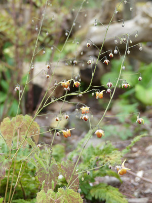 2021-05-11 Epimedium 'Rik'.jpg