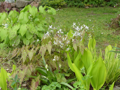2021-05-11 Epimedium stellulatum 'Long Leaf Form' 1.jpg