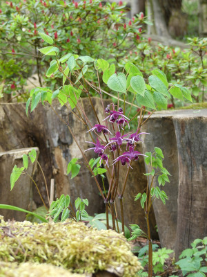 2021-05-11 Epimedium 'Kodai Murasaki' 1.jpg