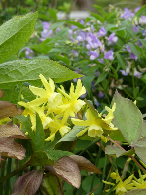 2021-05-11 Narcissus 'Baby Moon' 1.jpg