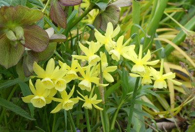 2021-05-11 Narcissus 'Baby Moon' 2.jpg