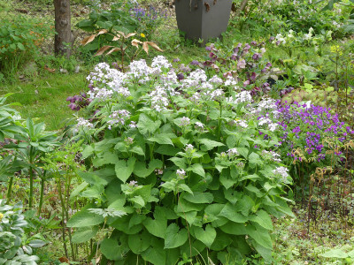 2021-05-11 Lunaria rediviva.jpg