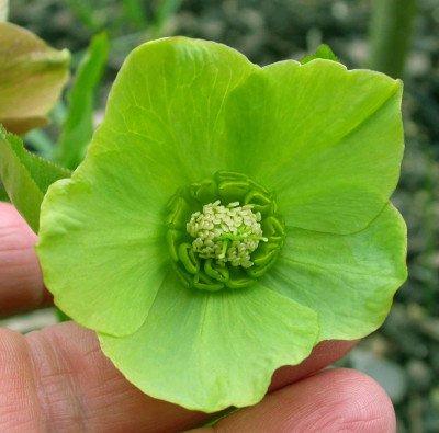 Helleborus_total_grun.jpg