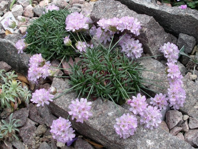 Armeria trojana 04.05.21.JPG
