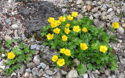 Ranunculus montanus Rotter's Gold 04.05.21.JPG