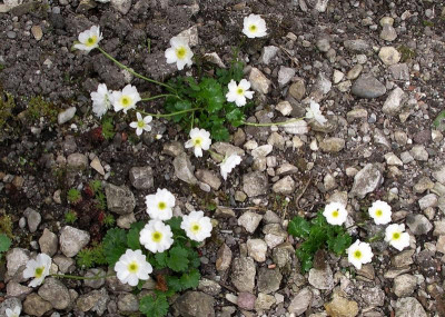 Ranunculus alpestris 11. 05.21.JPG