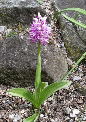 Orchis simia 11.05.21.JPG