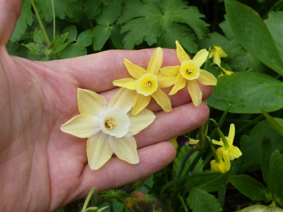 2021-05-12 Narcissus 'Moonlight Sensation' - 'Hawera'.jpg