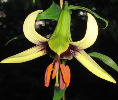 lilium_nepalense_08-04_2_P.jpg