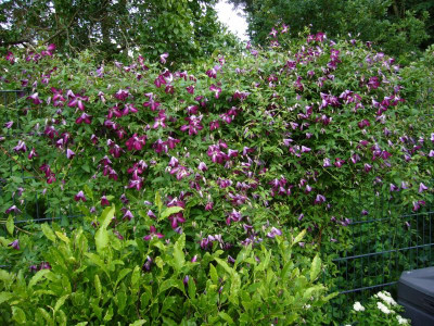 Clematis Walenburg 3.JPG