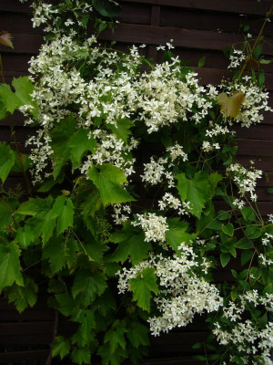 Clematis Mandshurica nana 2.JPG