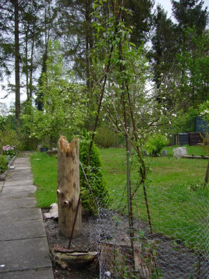 Clematis Richards Picotee 1.JPG