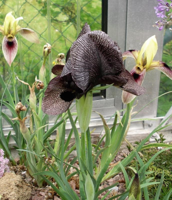 Iris lycotis 04.05.21.JPG