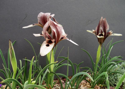 Iris acutiloba var. lineolata 11.05.21.JPG