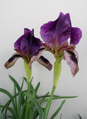 Iris polakii 09.05.21.JPG
