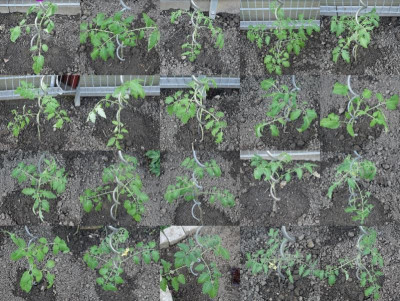 Tomaten 2021.jpg