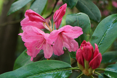 rhodo_x1.jpg