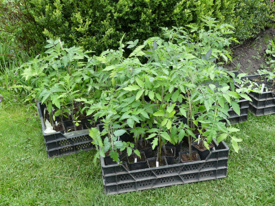 2021-05-12 Tomaten.jpg
