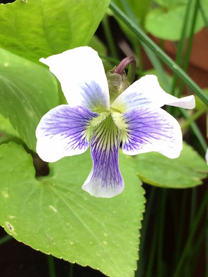 2021-05-12 Viola verecunda 2.JPG