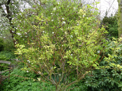 2021-05-12 Rose Schneewittchen 1.jpg