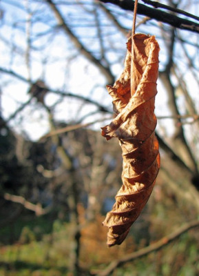 BLATT_GEROLLT.jpg