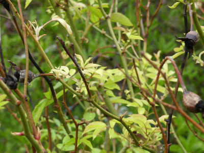 2021-05-12 Rose Schneewittchen 2.jpg