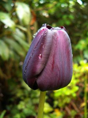 Tulpe_Paul_Scherer.JPG