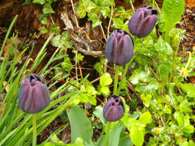 Tulpe_Paul_Scherer2.JPG