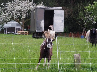 Ziegen P5120132.JPG