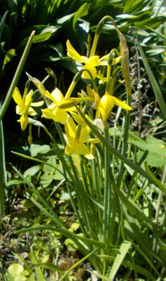 DSCN2883_Narcissus_triandrus_Hawera.jpg