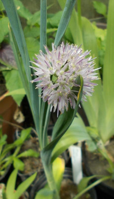DSCN2871_Allium_amblyophyllum.jpg