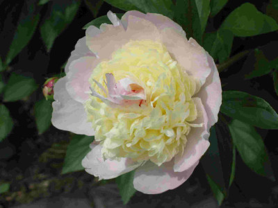 comp_Pfingstrose_rosegelb_006.jpg