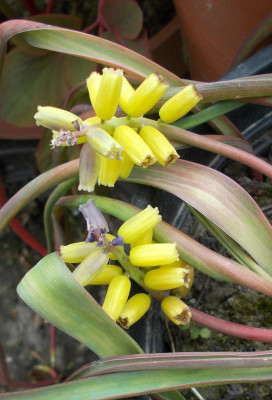 DSCN2842_Muscari_macrocarpum_Golden_Echo.jpg