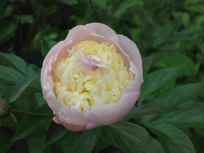 comp_Pfingstrose_rosegelb_001.jpg