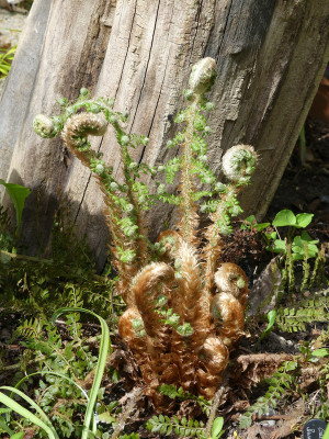2021-05-11 Polystichum setiferum 'Grandiceps Group'.jpg