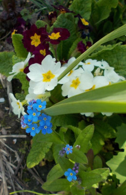 DSCN2885_Buntes_Allerlei.jpg