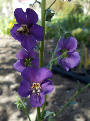 DSCN2886_Verbascum_phoeniceum.jpg