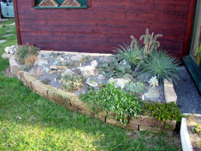 Echium_w._15.12_Ubersicht.jpg