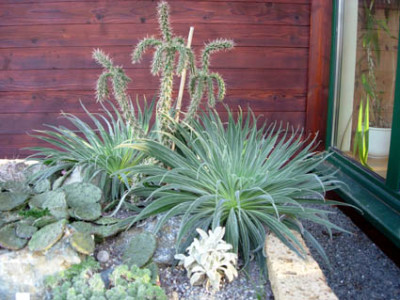 Echium_w._15.12.2007.jpg