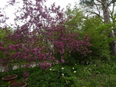 Malus 'Liset'.jpg