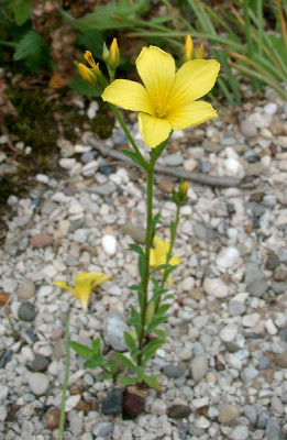 06270035_eLinum_dolomiticum.JPG