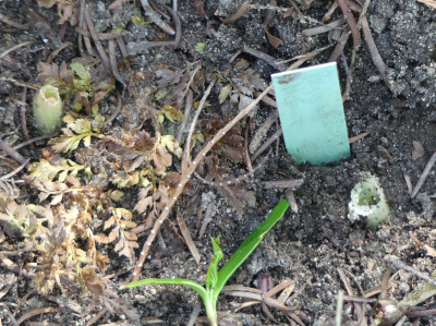 2021-05-10 Polygonatum 'Homura'.jpg