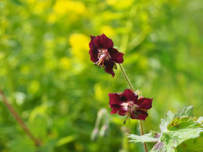 Geranium phaeum schwarzrot P5080060.JPG