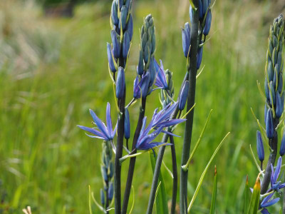 Camassia leichtlinii 'Caerulea' P5080065.JPG