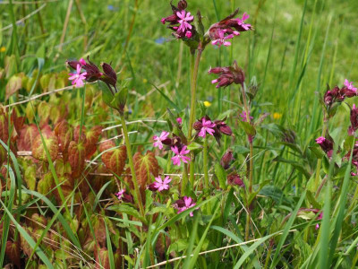 Silene dioica P5080067.JPG